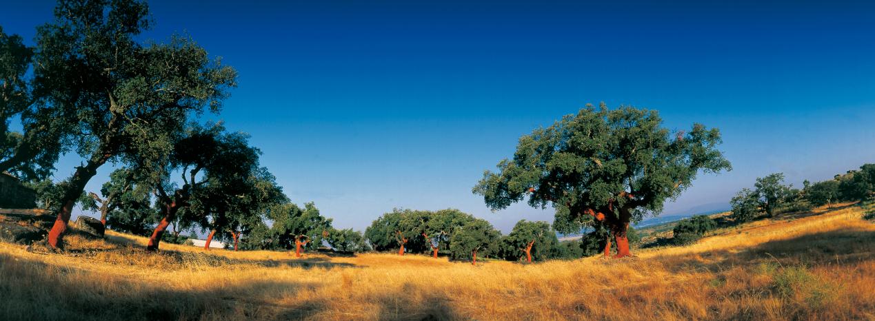 被名字“耽误”的宝藏地板！在家实现“光脚自由” 图片4