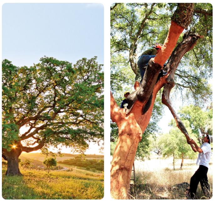 真的有那么牛吗？深扒一下这些世界地板大厂的前世今生 图片7